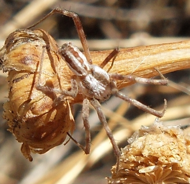 Argiope lobata